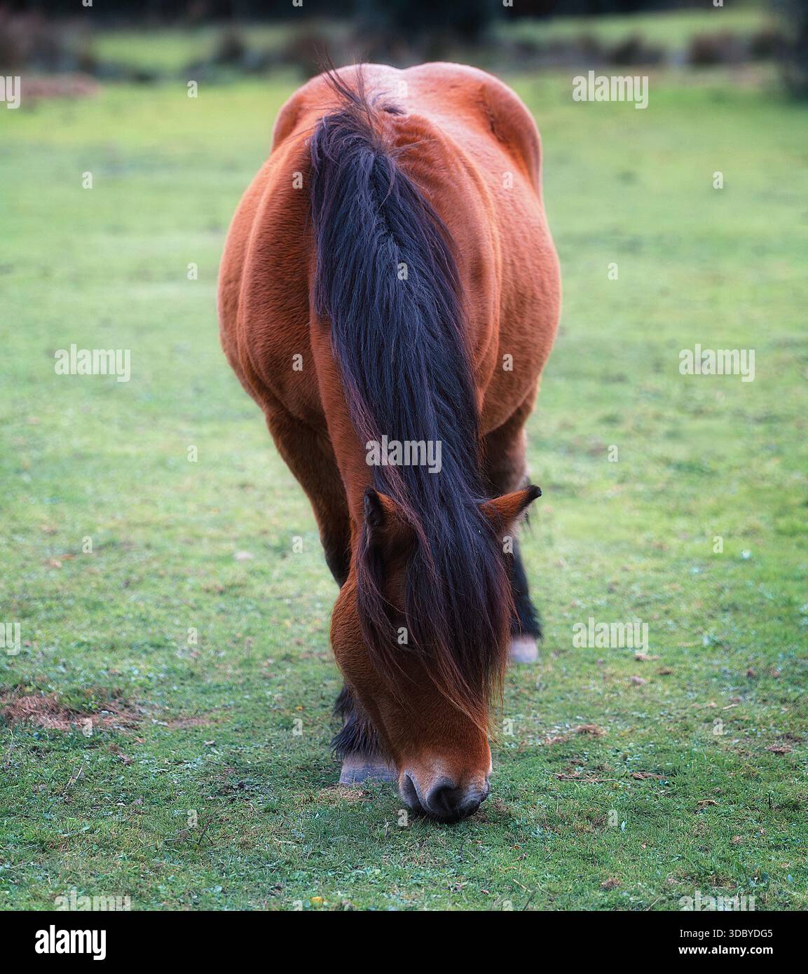 Un cavallo bruno pascolerà tranquillamente su un prato verde sotto una luce naturale soffusa Foto Stock