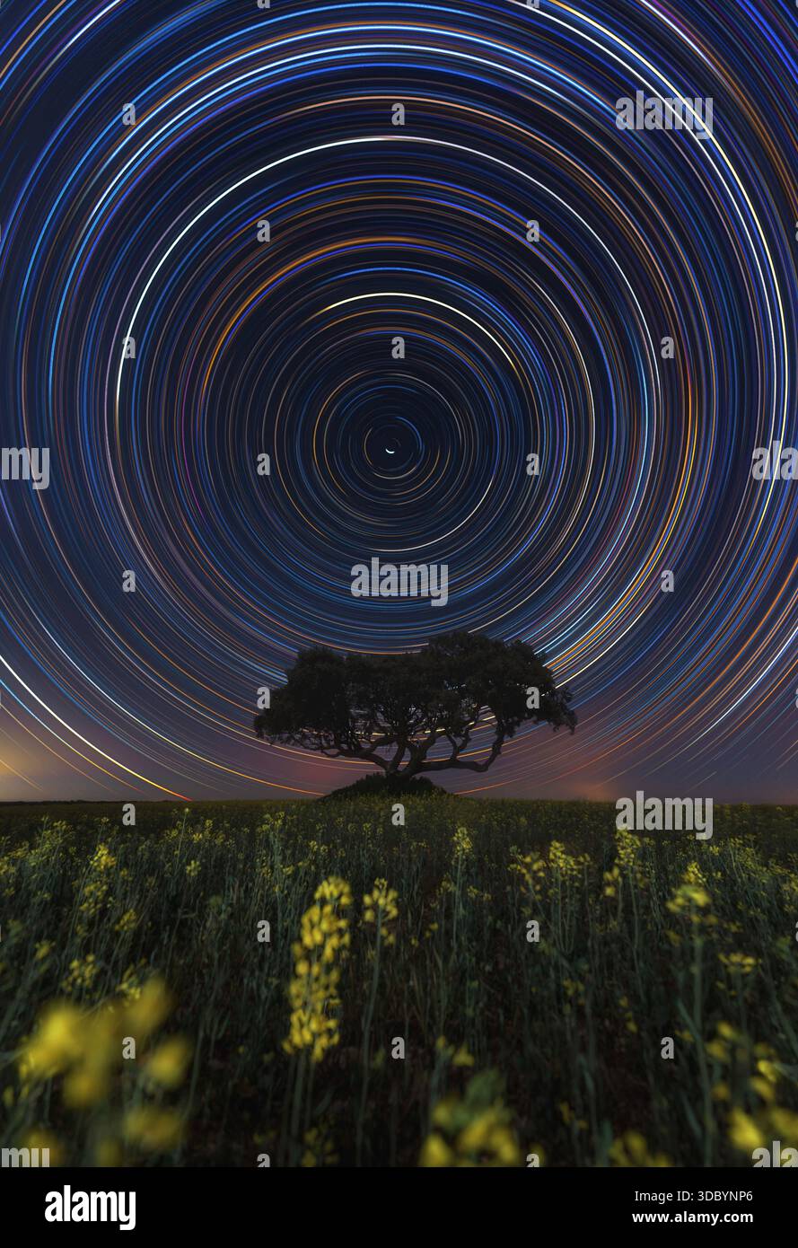 Lunga esposizione di sentieri stellari che ruotano sopra un albero solitario e fiori di colza gialli. Movimento cosmico in un tranquillo paesaggio rurale notturno. Foto Stock