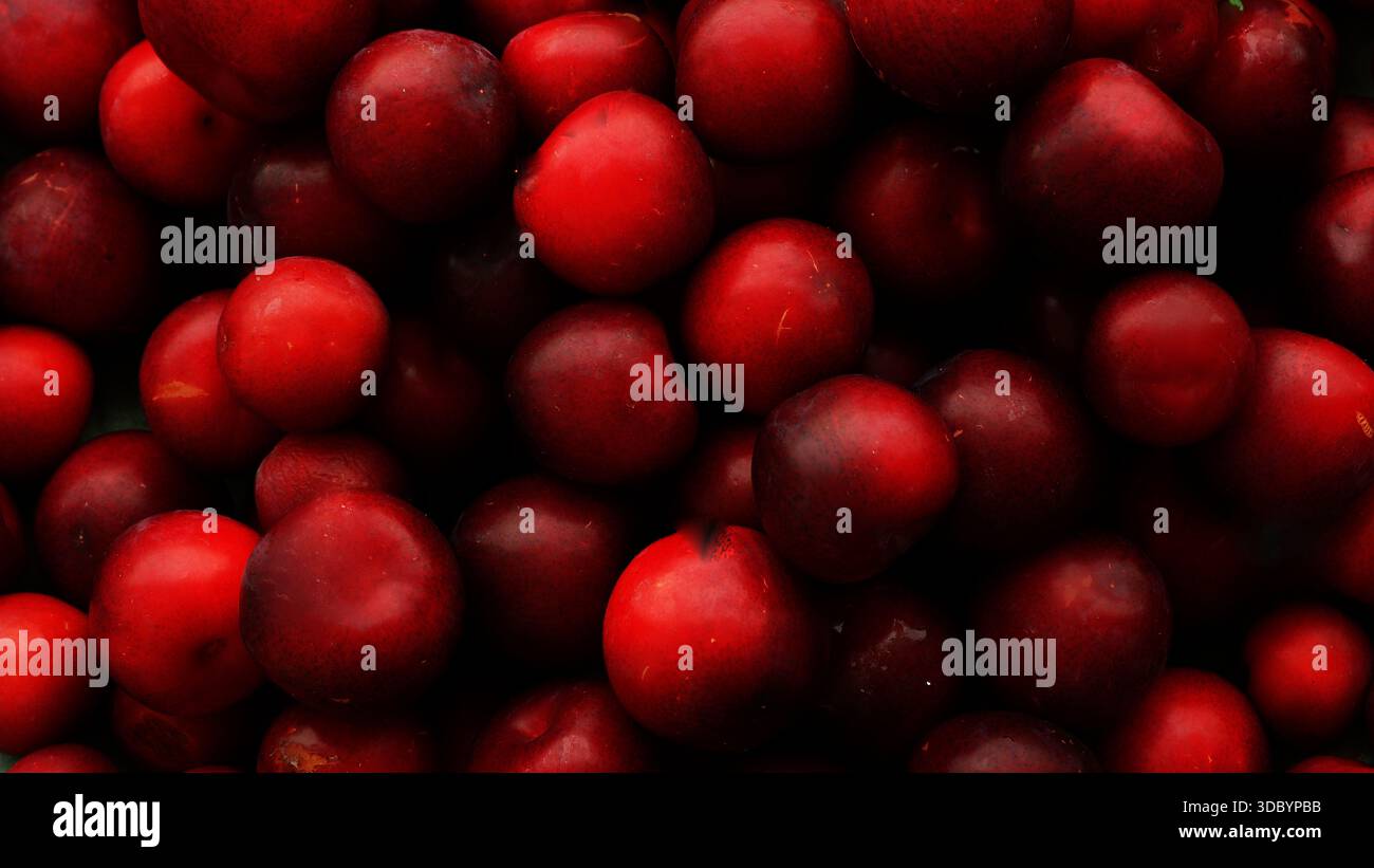 Un gruppo affollato di prugne rosse sgranate che guardano altri mondi in uno spazio buio illuminato Foto Stock