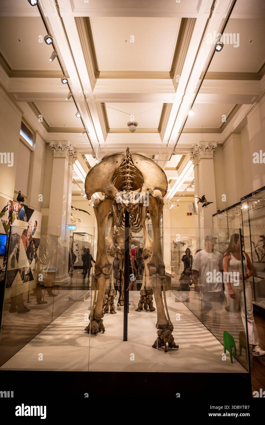 Wild Planet Gallery - scheletro animale, Australian Museum, museo di storia naturale, Sydney, NSW, Australia Foto Stock