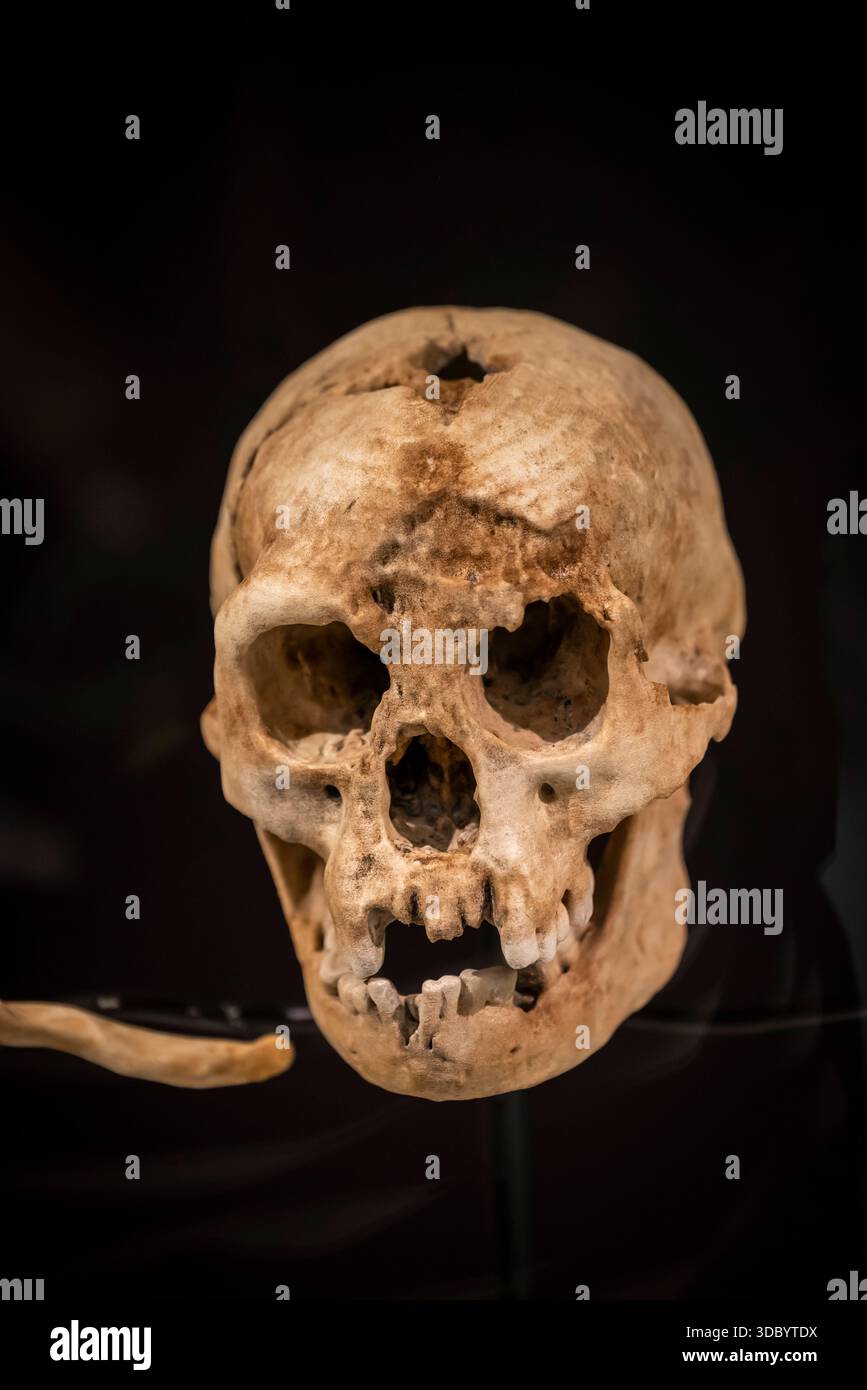 Human scull, Australian Museum, un museo di storia naturale, Sydney, NSW, Australia Foto Stock