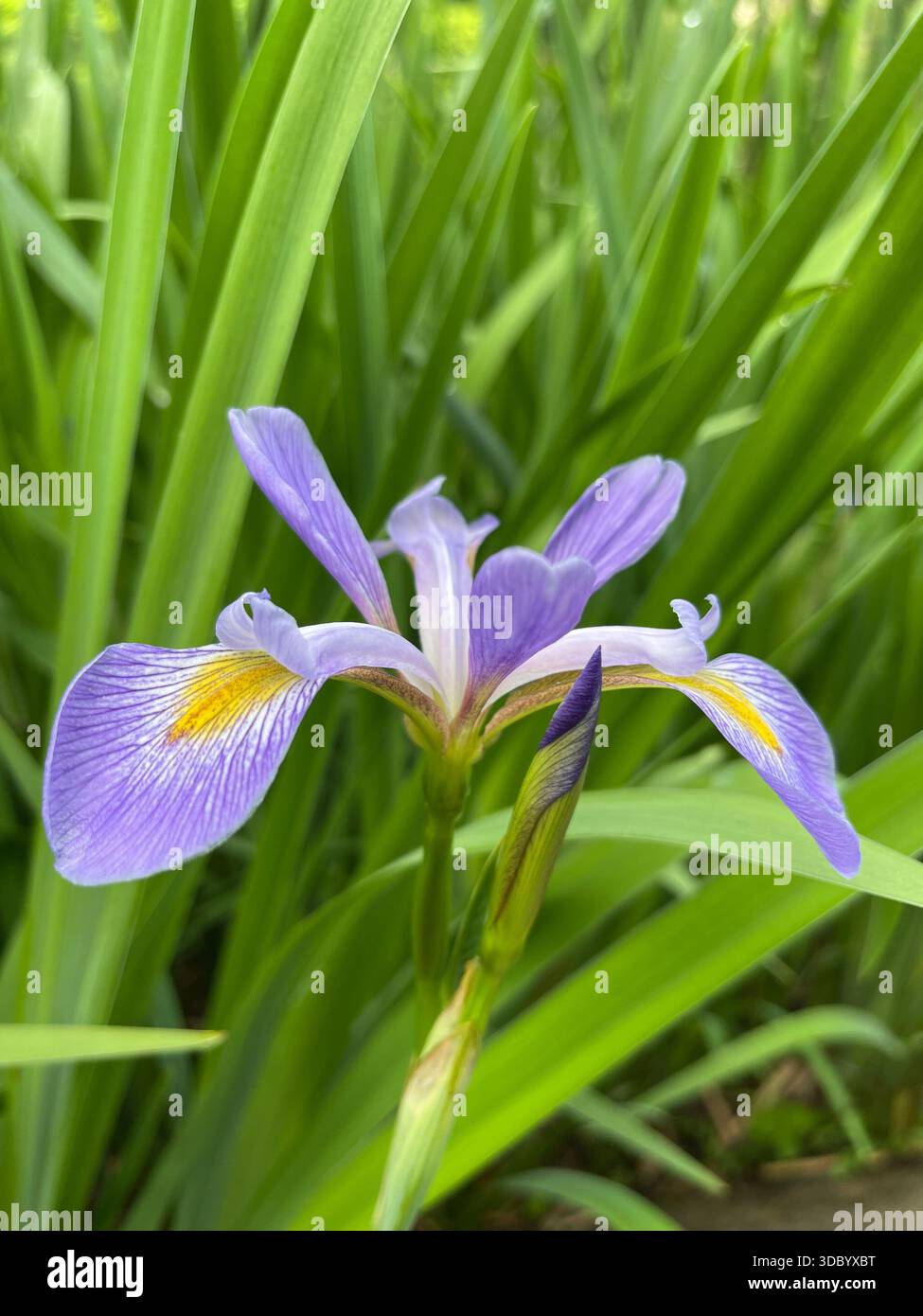 Eleganti Iris che fioriscono a Central Park, aggiungendo una bellezza graziosa ai giardini di New York City. - Immagine stock catturata con smartphone