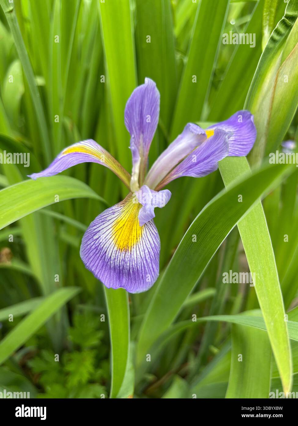 Eleganti Iris che fioriscono a Central Park, aggiungendo una bellezza graziosa ai giardini di New York City. - Immagine stock catturata con smartphone