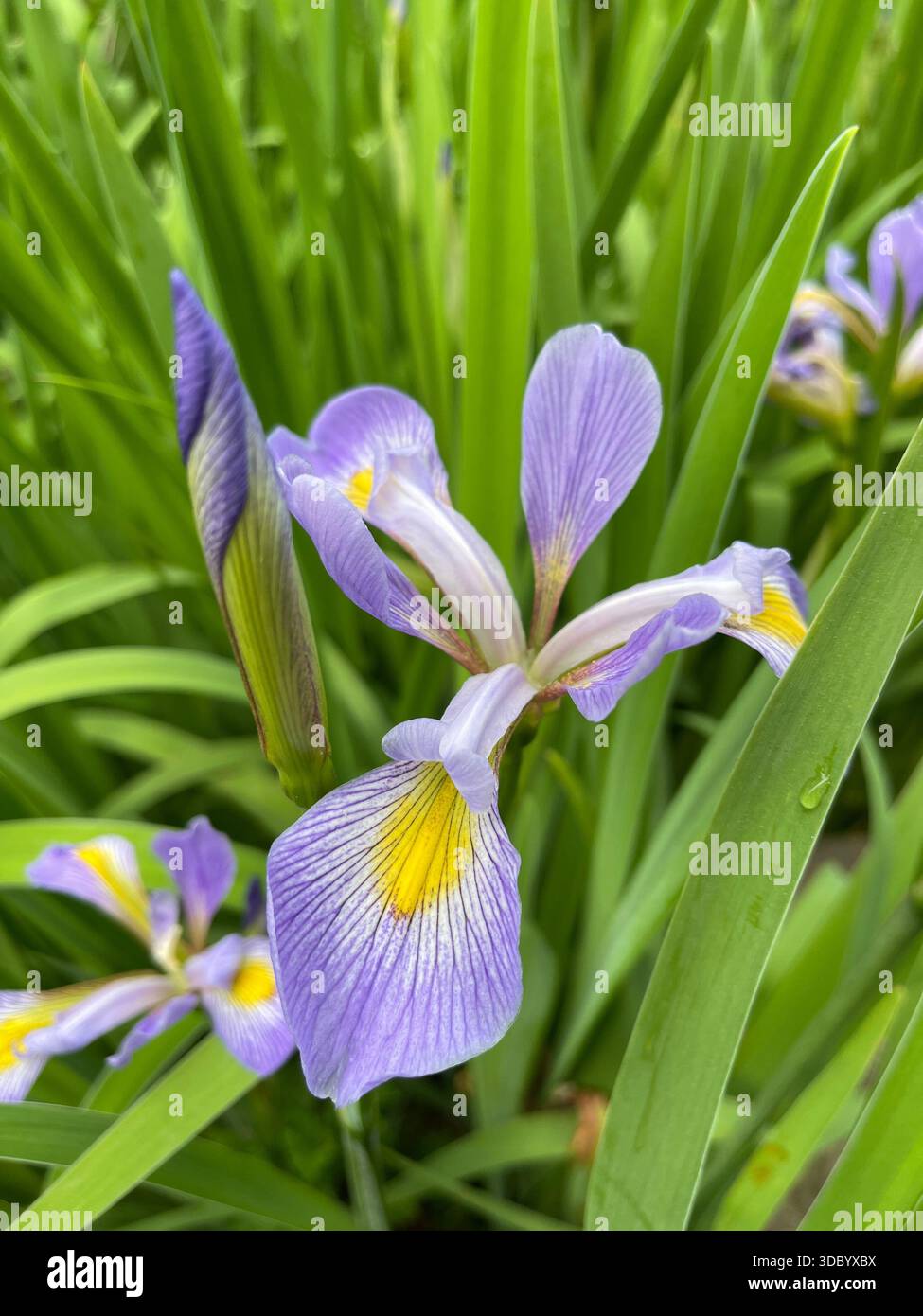 Eleganti Iris che fioriscono a Central Park, aggiungendo una bellezza graziosa ai giardini di New York City. - Immagine stock catturata con smartphone