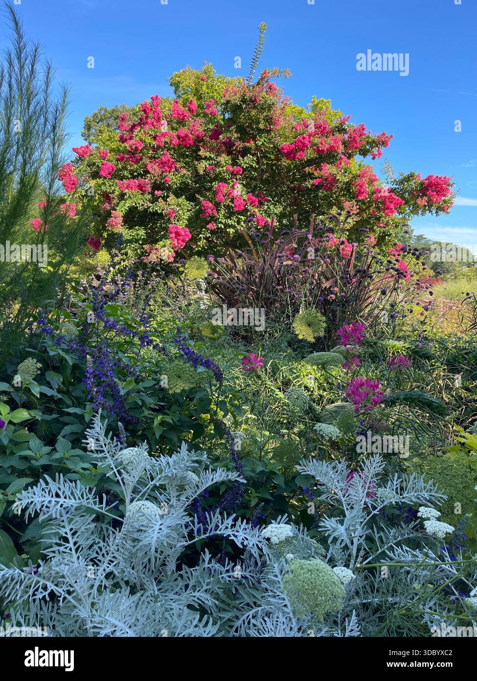 I fiori colorati riempiono Central Park di bellezza stagionale nel cuore di Manhattan. - Immagine stock catturata con smartphone