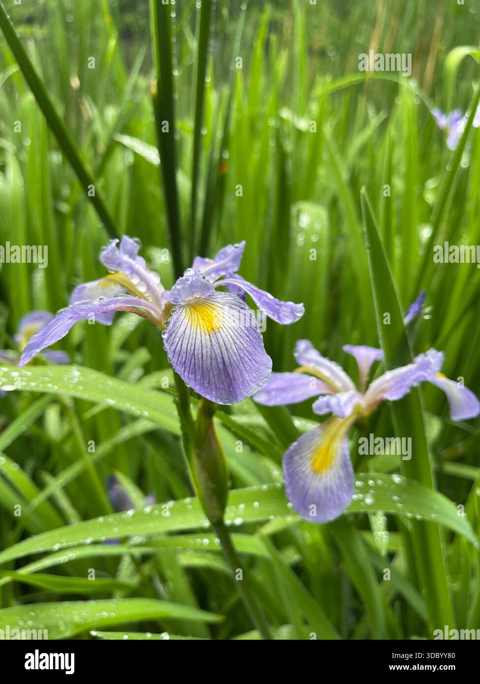Eleganti Iris che fioriscono a Central Park, aggiungendo una bellezza graziosa ai giardini di New York City. - Immagine stock catturata con smartphone