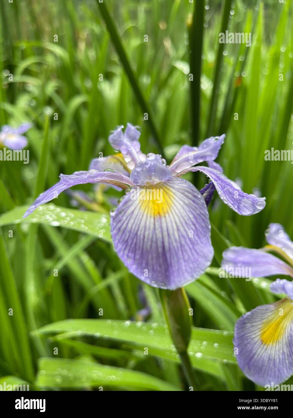 Eleganti Iris che fioriscono a Central Park, aggiungendo una bellezza graziosa ai giardini di New York City. - Immagine stock catturata con smartphone
