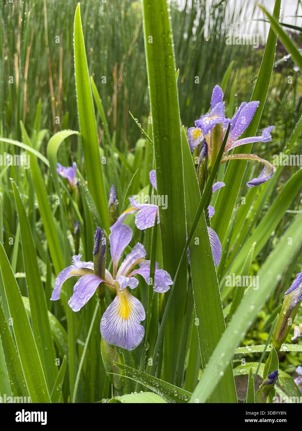 Eleganti Iris che fioriscono a Central Park, aggiungendo una bellezza graziosa ai giardini di New York City. - Immagine stock catturata con smartphone