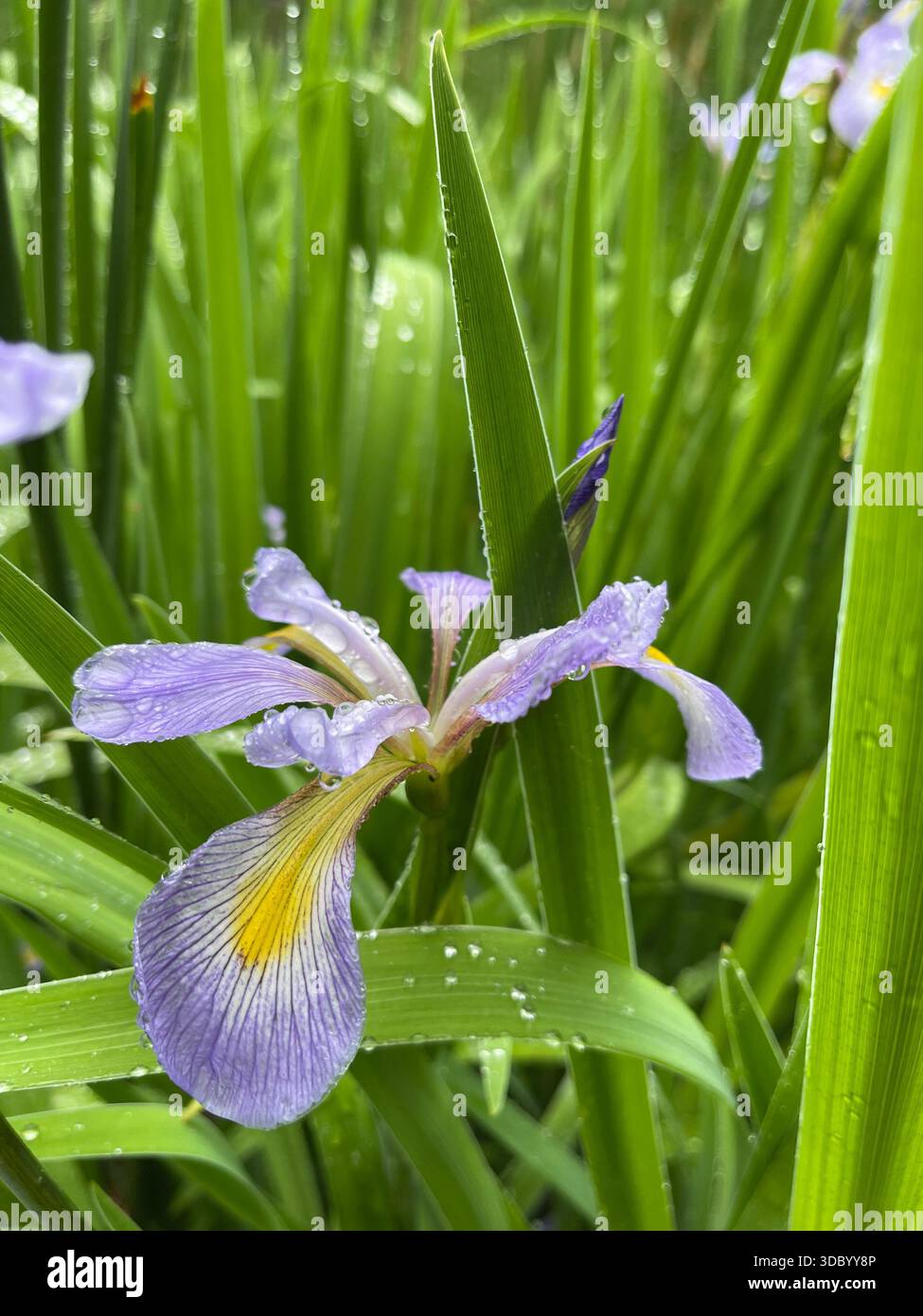 Eleganti Iris che fioriscono a Central Park, aggiungendo una bellezza graziosa ai giardini di New York City. - Immagine stock catturata con smartphone
