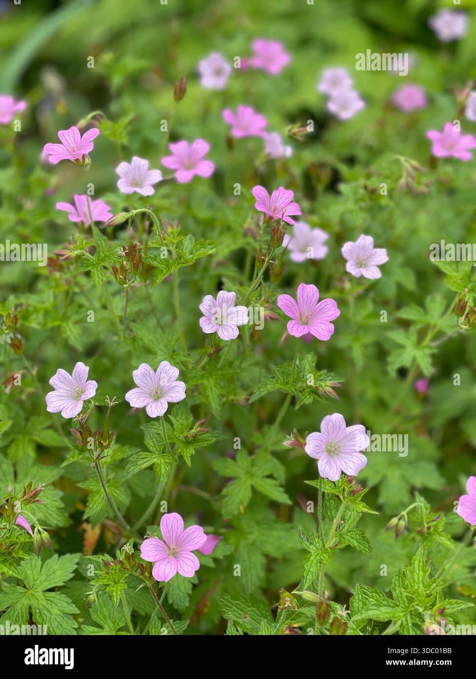 I fiori colorati riempiono Central Park di bellezza stagionale nel cuore di Manhattan. - Immagine stock catturata con smartphone