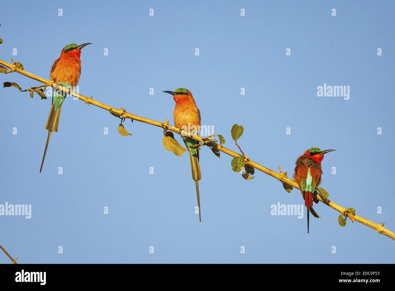 Carmine Bee-Eater (Merops nubicus) South Luangwa NP Zambia agosto Foto Stock