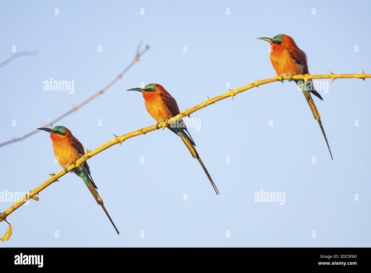 Carmine Bee-Eater (Merops nubicus) South Luangwa NP Zambia agosto Foto Stock