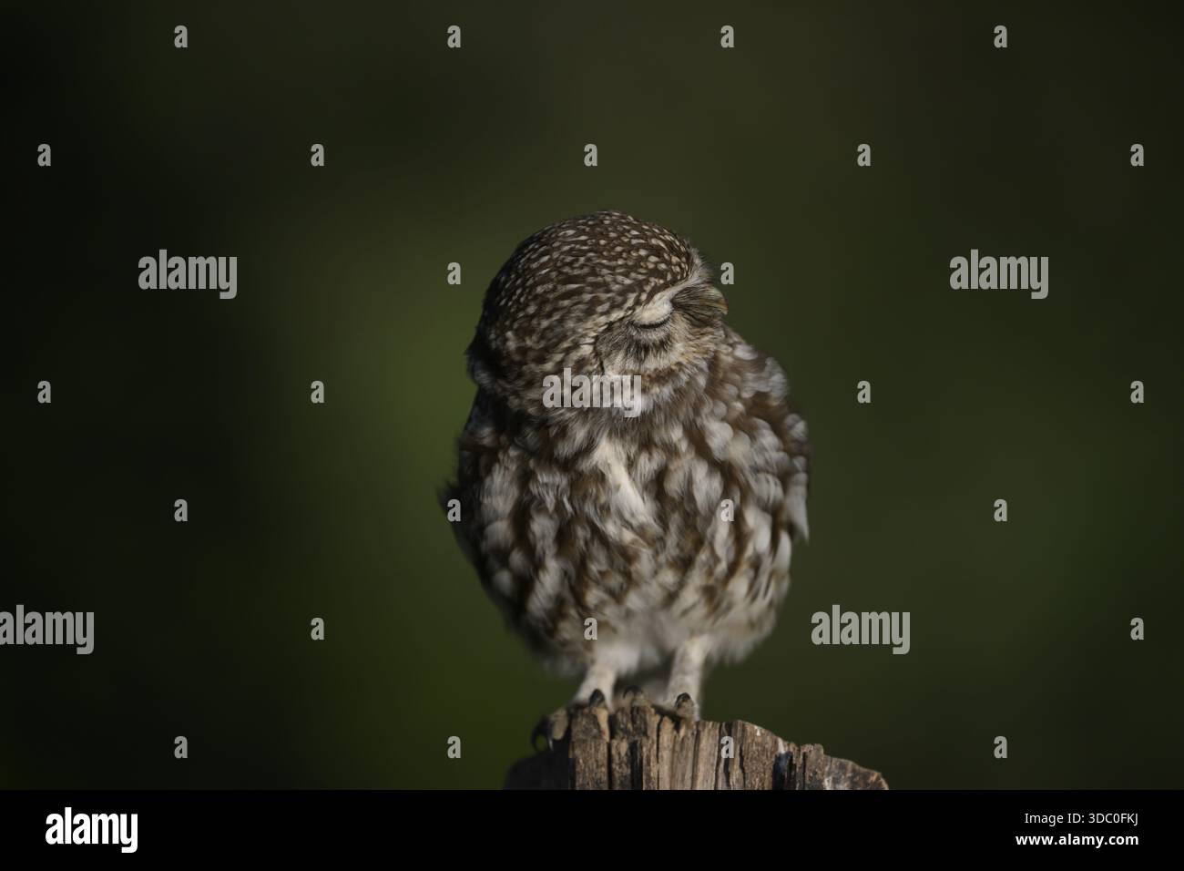 Piccolo gufo (Athene noctua) su un palo di recinzione, gonfiato su, girando la testa, occhi chiusi, bassa Sassonia, foresta di Teutoburgo, terra di Osnabruecker, Lower Sax Foto Stock