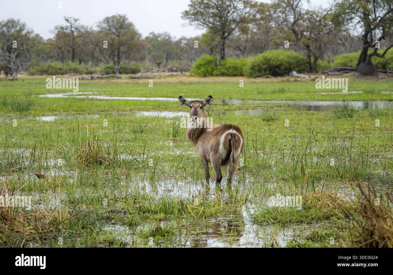 Galleggiante ellittico (Kobus ellipsipiprymnus), situato in acque poco profonde, Delta dell'Okavango, riserva di caccia di Moremi, Botswana Foto Stock