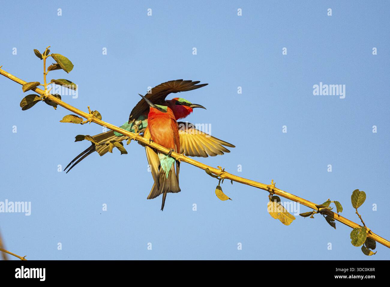 Carmine Bee-Eater (Merops nubicus) South Luangwa NP Zambia agosto Foto Stock