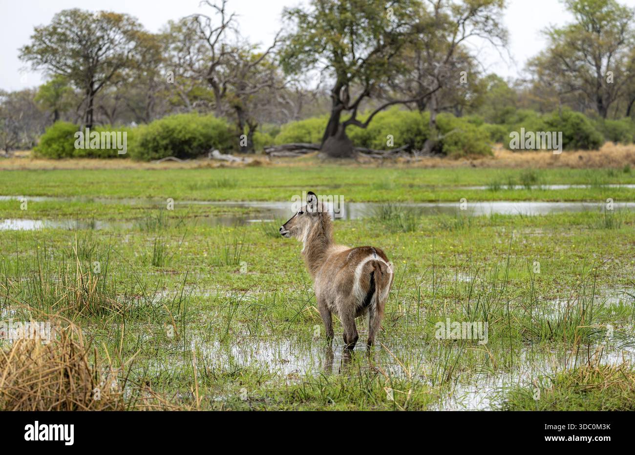 Galleggiante ellittico (Kobus ellipsipiprymnus), situato in acque poco profonde, Delta dell'Okavango, riserva di caccia di Moremi, Botswana Foto Stock
