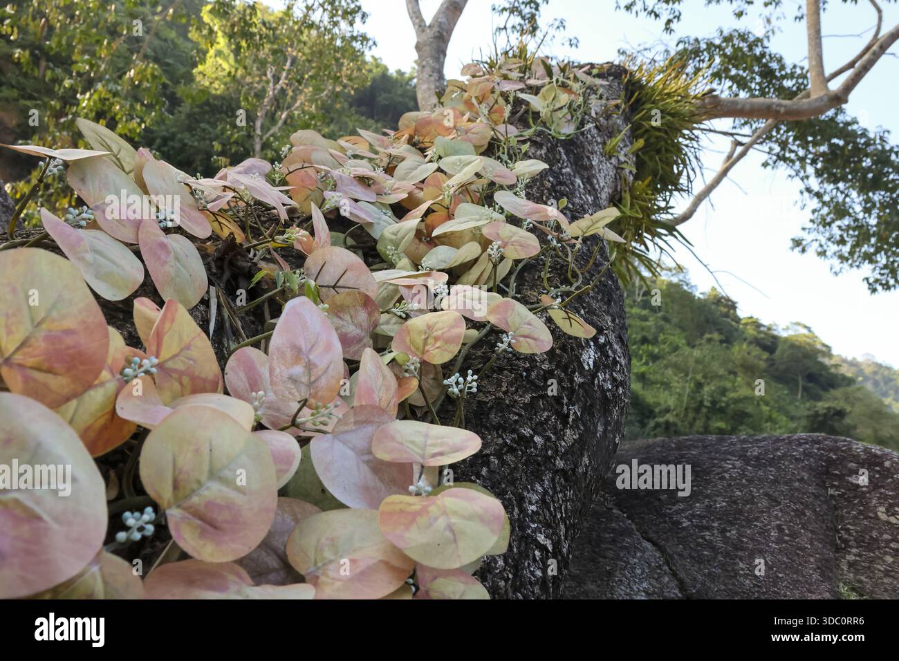 Tranquillo scenario tropicale della natura che mostra foglie rosa rotonde di piante di vite arrampicate che crescono su un grande tronco di albero nella fitta foresta della giungla con una natura tranquilla Foto Stock