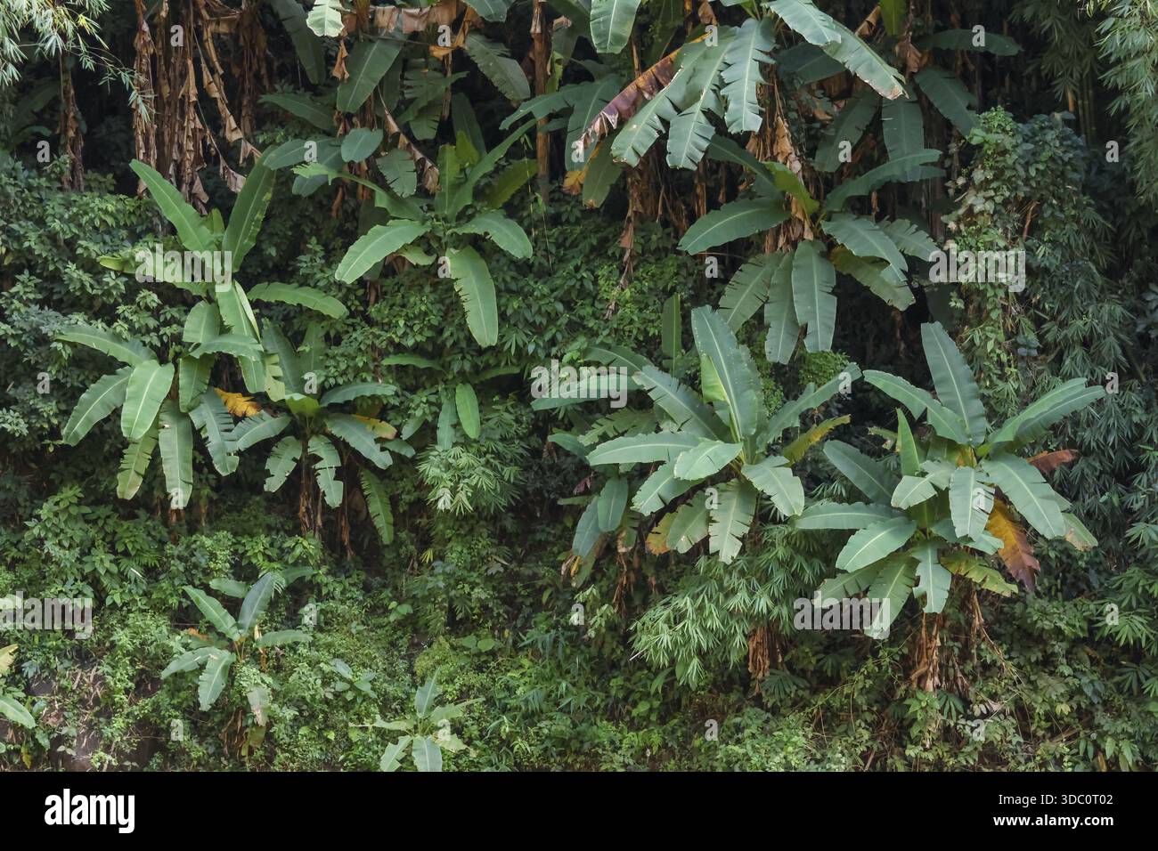 Lussureggiante sfondo della foresta tropicale con foglie verdi vivide e fitte fogliame che mostrano la bellezza della natura selvaggia e l'ambiente tranquillo della vita vegetale della giungla Foto Stock