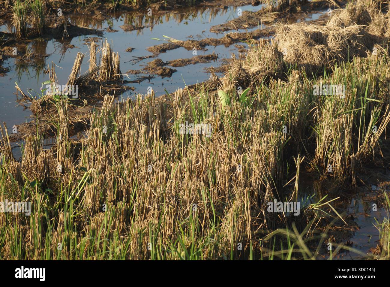 Una risaia ad acqua mostra le stoppie derivanti dalla recente raccolta e dai germogli verdi emergenti, illustrando i cicli di coltivazione e l'agricoltura sostenibile. Foto Stock
