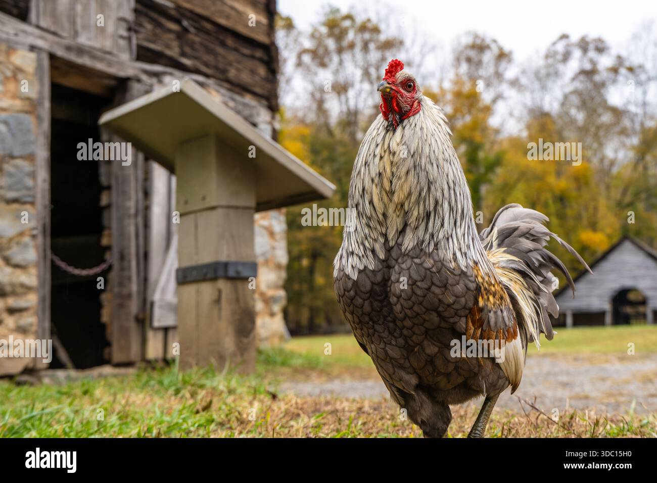 Gallina da allevamento presso l'Oconaluftee Mountain Farm Museum nel Great Smokey Mountains National Park vicino a Cherokee, North Carolina. (USA) Foto Stock