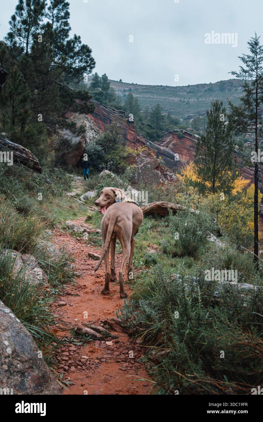 Cane Weimaraner che guarda indietro mentre cammina su un sentiero per escursioni in terra rossa Foto Stock