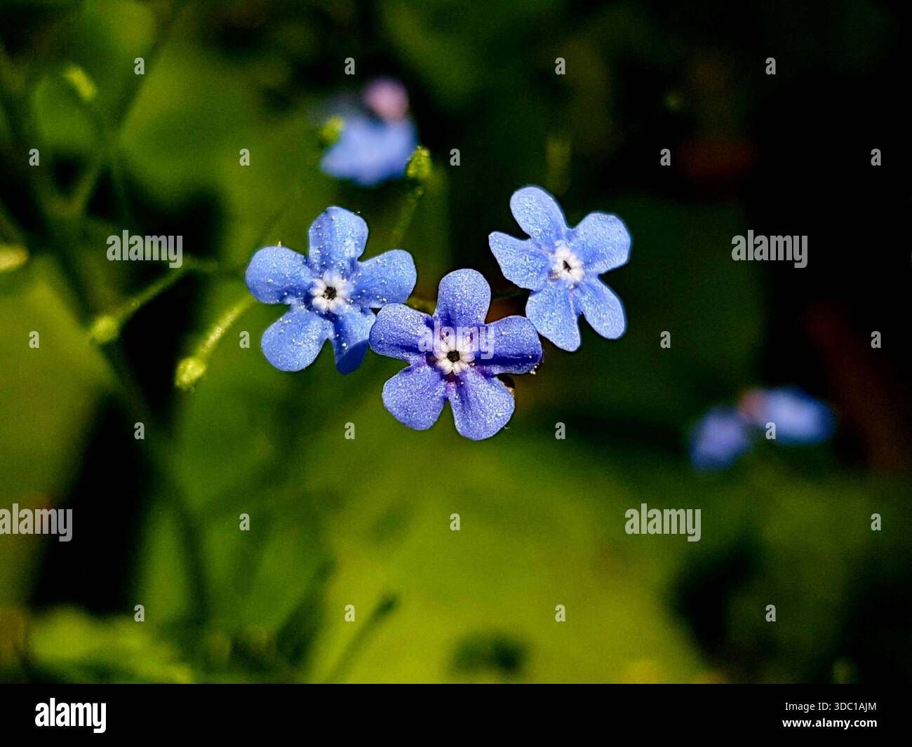 Primo piano di fiori dimenticati su uno sfondo ad alto contrasto. I petali blu spiccano vividamente, un impatto emotivo della natura. Foto Stock
