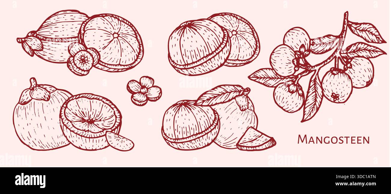 Set di illustrazioni per schizzi mangostani. Frutti tropicali, metà, fette, foglie, piante asiatiche vintage disegnate a mano. Set di mangostano con contorno rosso. Illustrazione Vettoriale