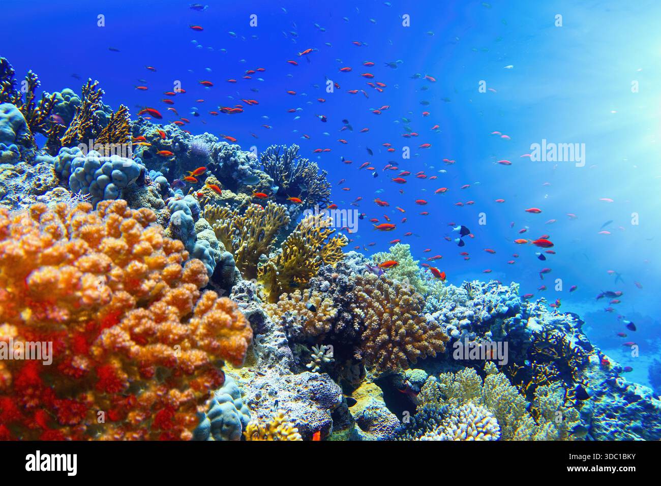 Luce solare che dà vita sott'acqua. I raggi del sole brillano sott'acqua sulla barriera corallina tropicale. Concetto di conservazione dell'ecosistema e dell'ambiente. Foto Stock