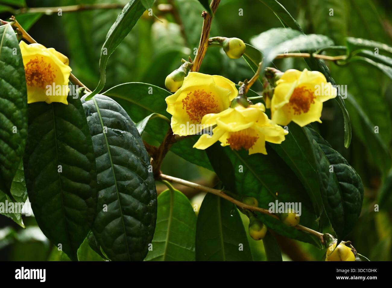Fiori di camelia gialle ( Camellia chrysantha ). Theaceae arbusto sempreverde originario della Cina e del Vietnam. Foto Stock