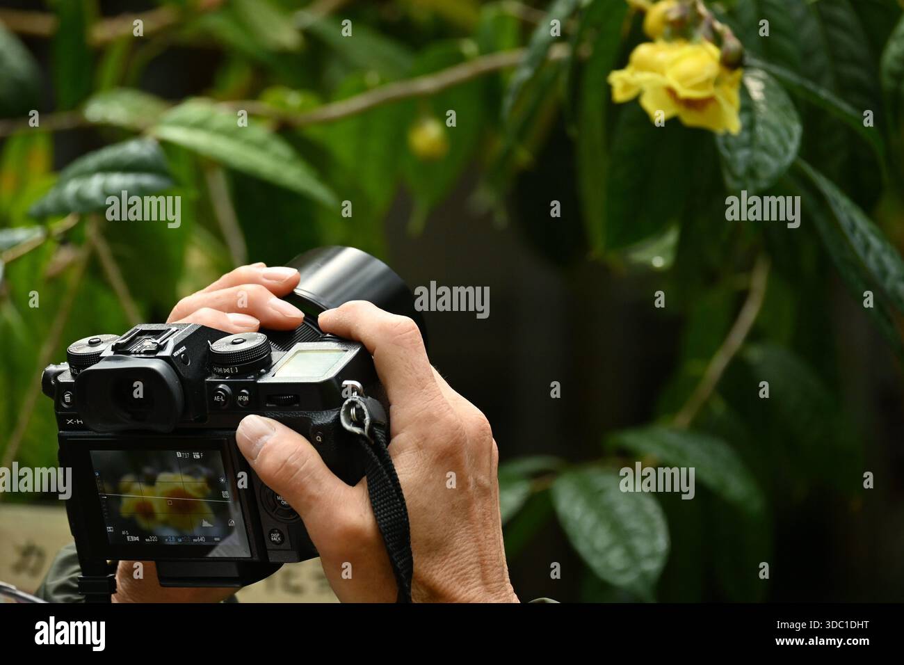 Fiori di camelia gialle ( Camellia chrysantha ). Theaceae arbusto sempreverde originario della Cina e del Vietnam. Foto Stock