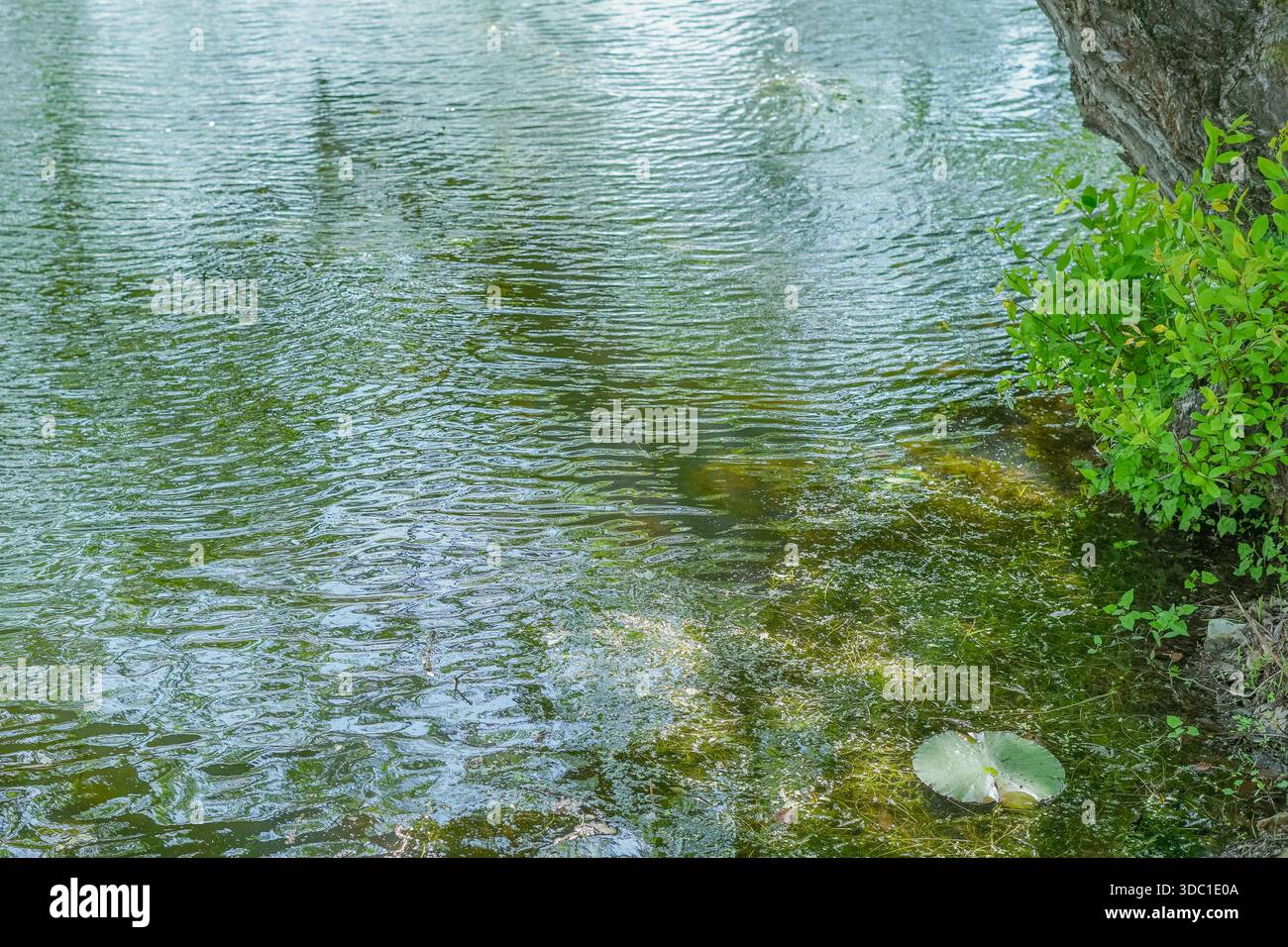 Superficie del lago ondulata con tappetino galleggiante Foto Stock