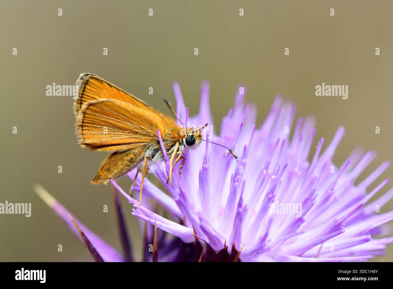 Macro di una piccola farfalla Skipper (Thymelicus sylvestris) di colore arancione brillante che si nutre di un fiore di cardo viola su un morbido sfondo bokeh. Foto Stock