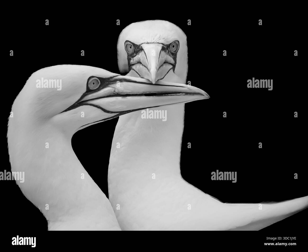 I Gannets settentrionali nidificano a Bass Rock in Scozia. È il momento dell'accoppiamento e mostrano grandi posture e profili stimolanti insieme. Foto Stock