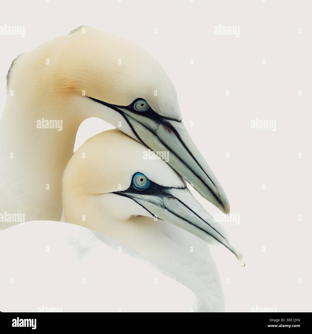 I Gannets settentrionali nidificano a Bass Rock in Scozia. È il momento dell'accoppiamento e mostrano grandi posture e profili stimolanti insieme. Foto Stock