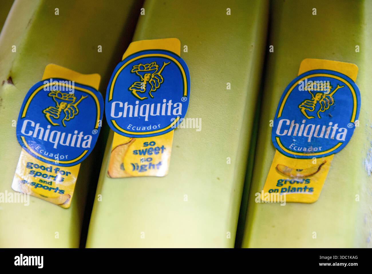 Chiquita è uno dei marchi di banane più grandi e conosciuti al mondo, gestito dalla società svizzera-americana Chiquita Brands International. Foto Stock