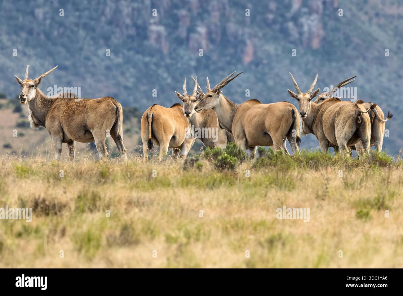 Eland, riserva naturale di Samara, Karoo orientale, Sudafrica, Foto Stock