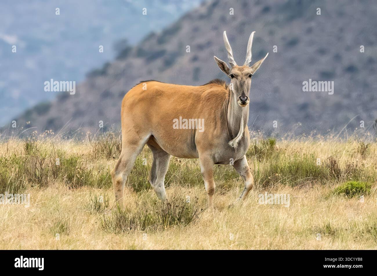 Eland, riserva naturale di Samara, Karoo orientale, Sudafrica, Foto Stock