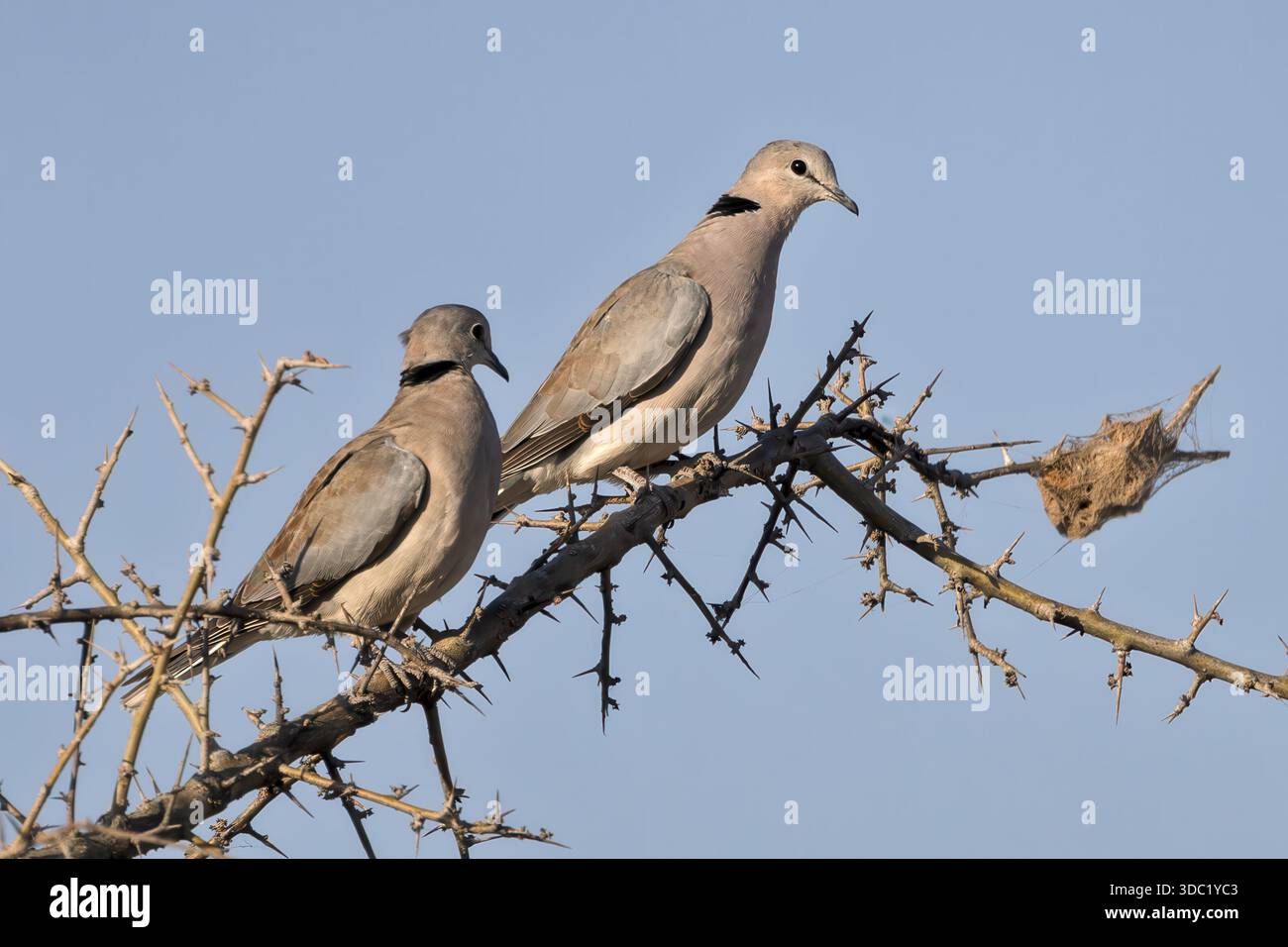 Cape Turtle dove, padelle Makgadikgadi, Botswana Foto Stock