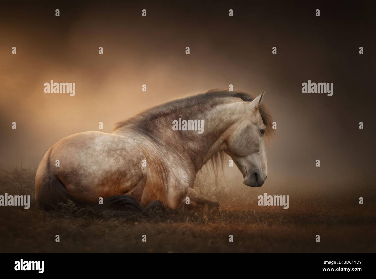 Un maestoso PRE-cavallo giace aggraziatamente a terra Foto Stock