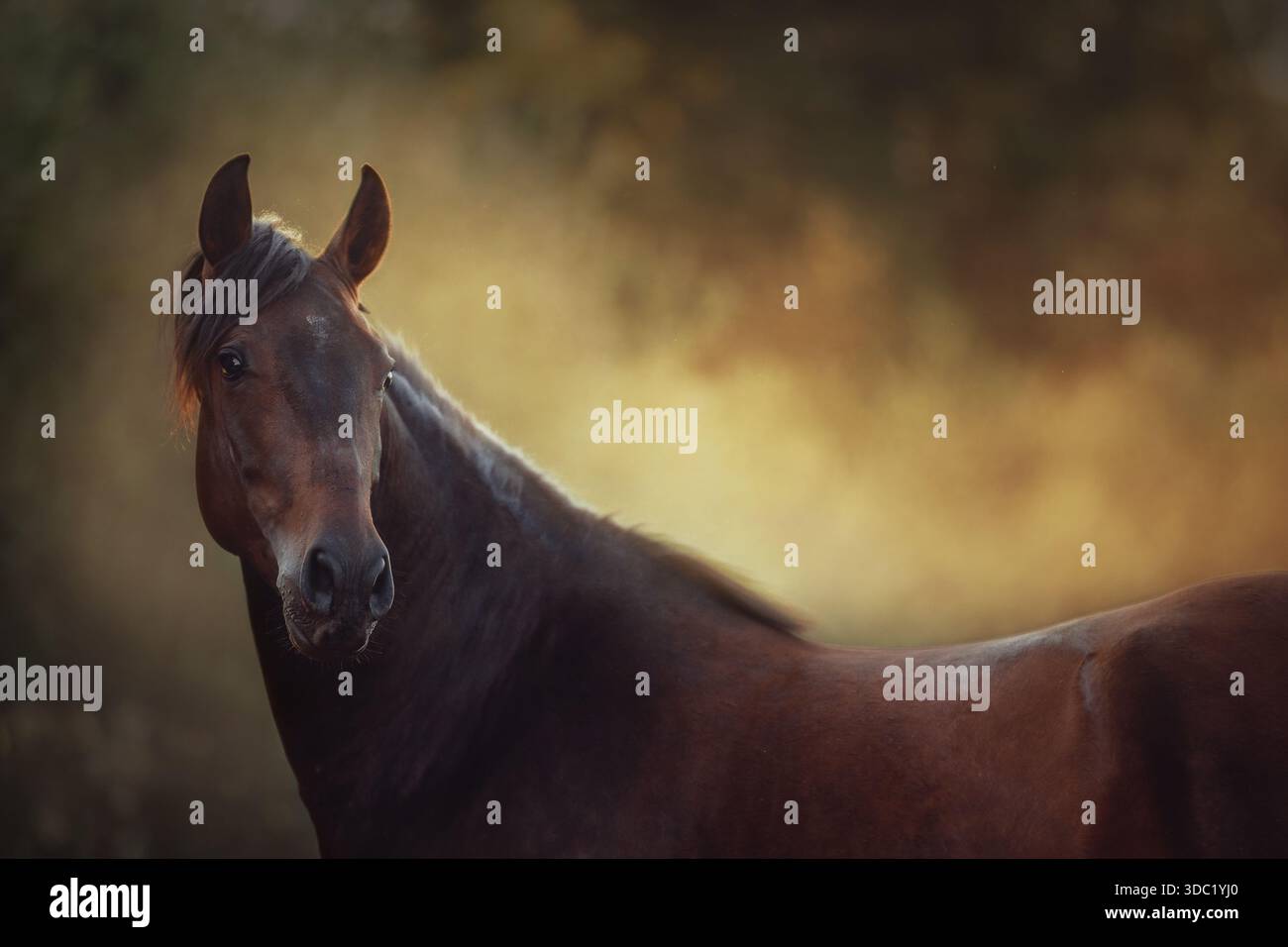 Un maestoso cavallo andaluso di castagno (PRE) Foto Stock