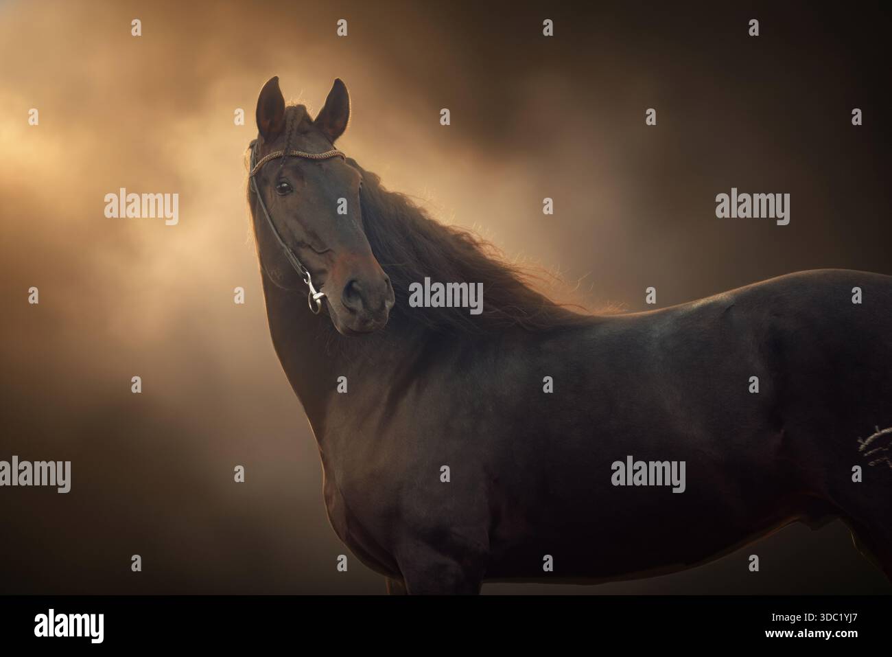 Un maestoso cavallo andaluso di castagno (PRE) Foto Stock