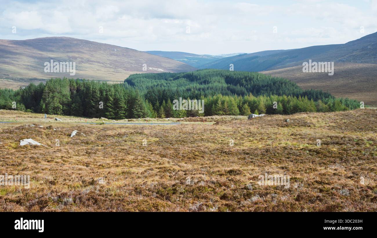 Panoramica vallata irlandese, brughiera dorata in primo piano, fitta piantagione sempreverde, alte pendenze, luce del giorno autunnale. Foto Stock