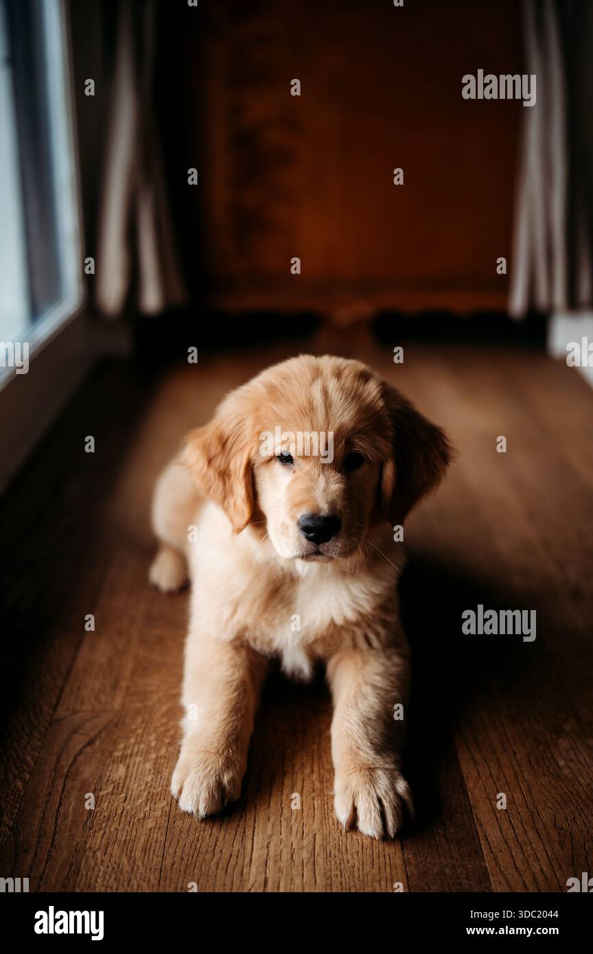 cucciolo golden retriver seduto su un pavimento di legno Foto Stock