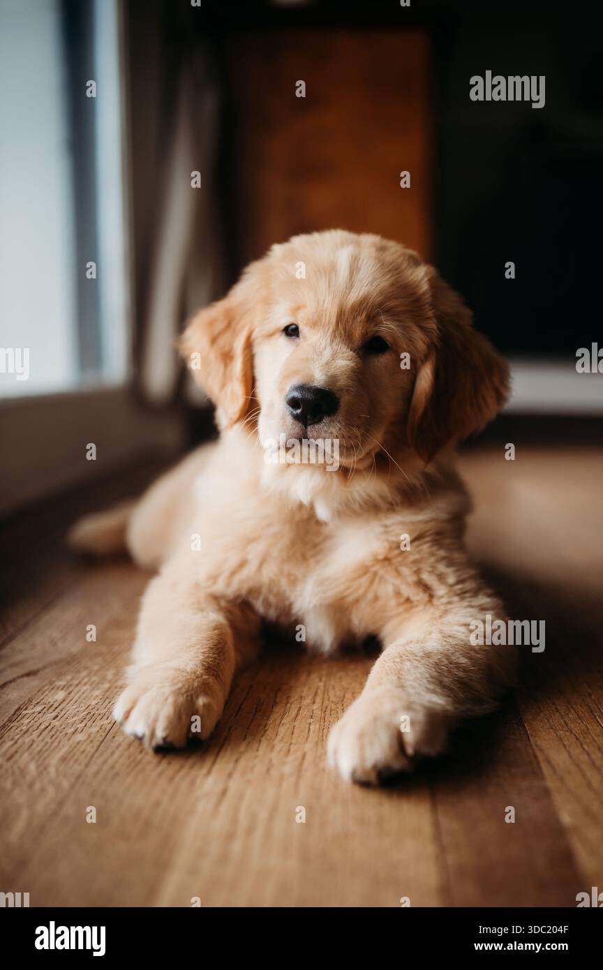 cucciolo golden retriver in una casa vicino alla finestra Foto Stock