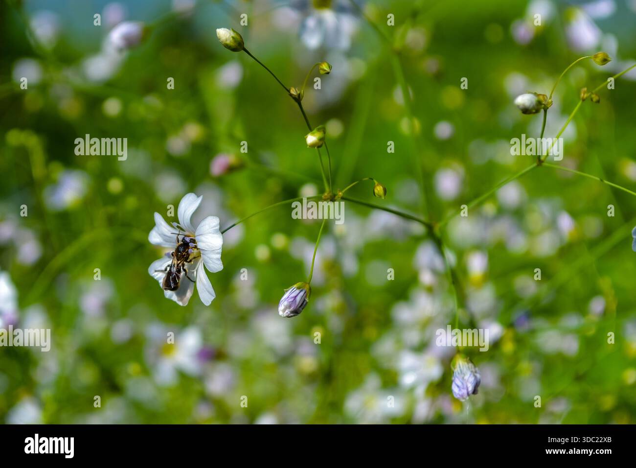 Andrena erigeniae, raccogliendo nettare da un fiore di gypsophila Foto Stock
