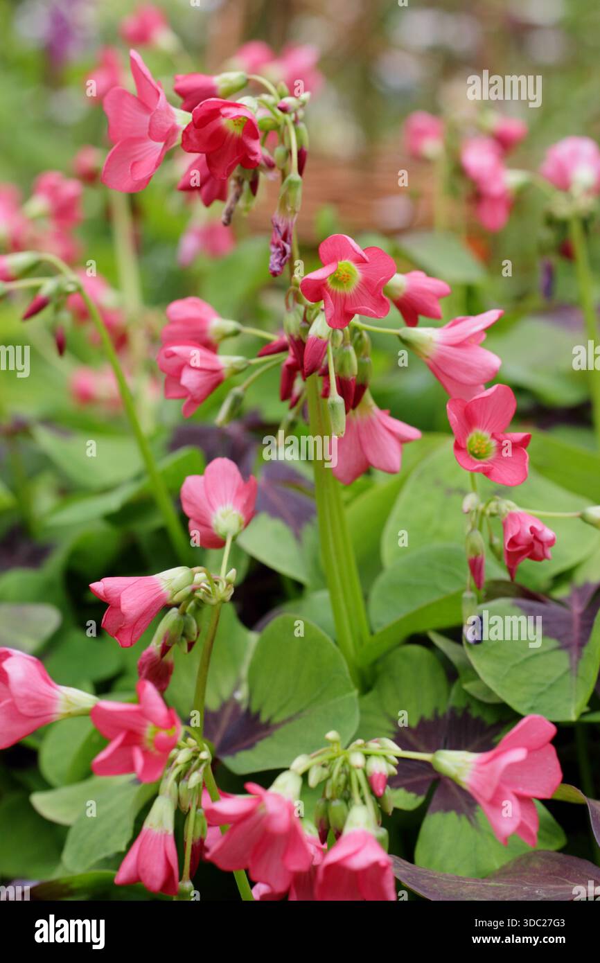 Tetraphylla Oxalis "Iron Cross". Quattro trifoglio fortunato. Trifoglio fortunato "Croce di ferro". Pianta Iron Cross. Foto Stock