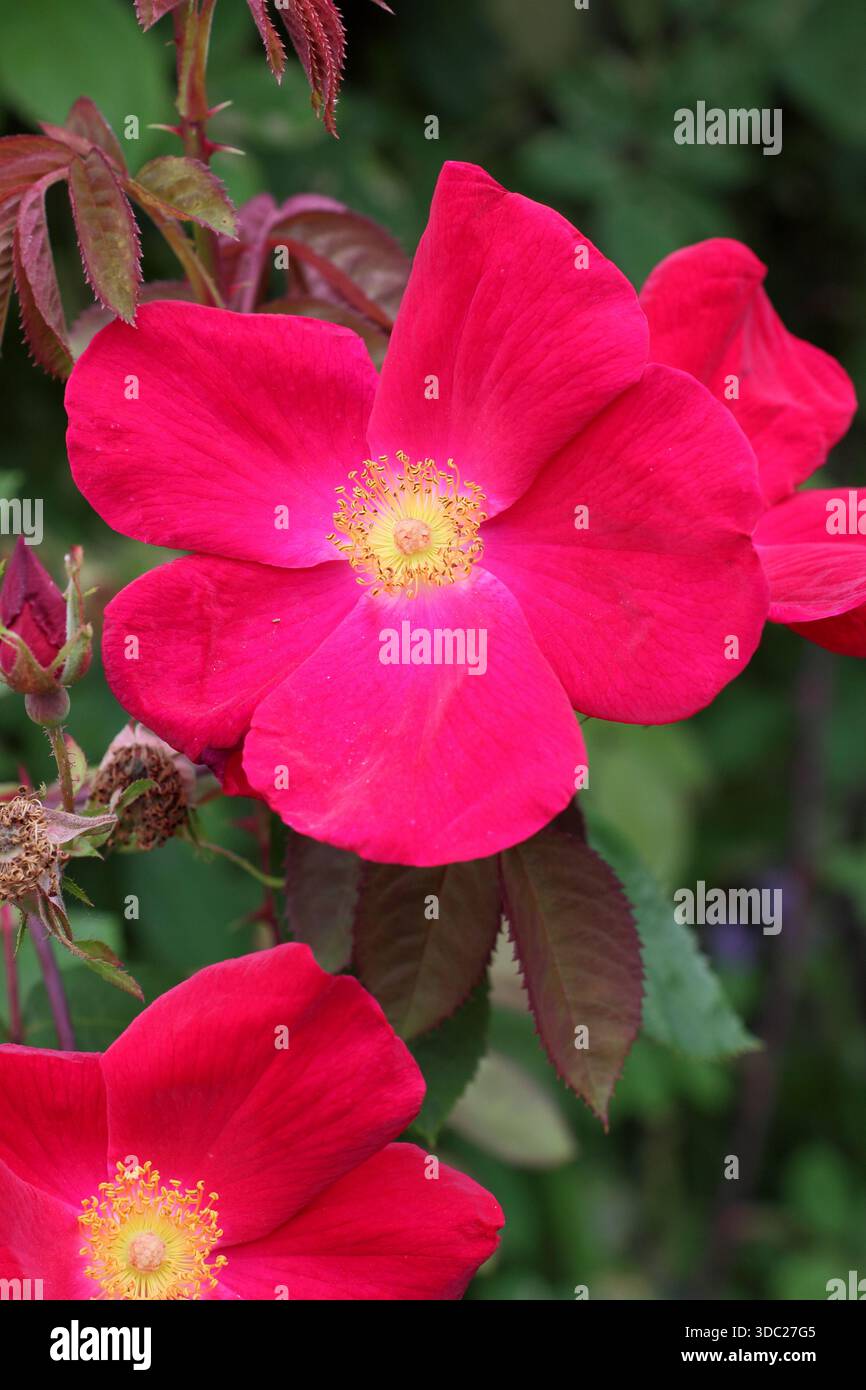 Rosa "Scharlachglut". Scarlatto brillante, rosa singola che produce fianchi attraenti . Chiamato anche fuoco Scarlet Foto Stock