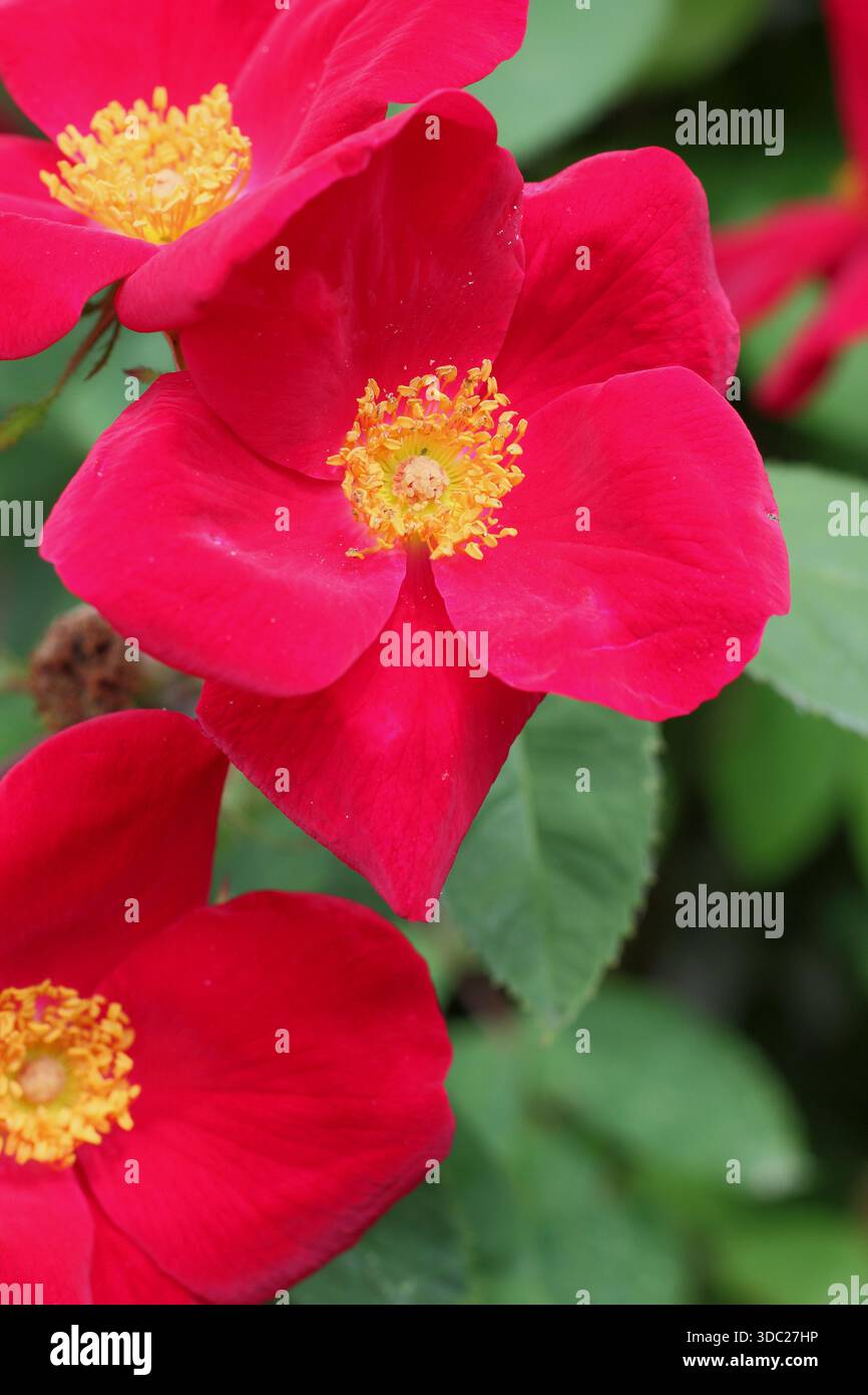 Rosa "Scharlachglut". Scarlatto brillante, rosa singola che produce fianchi attraenti . Chiamato anche fuoco Scarlet Foto Stock