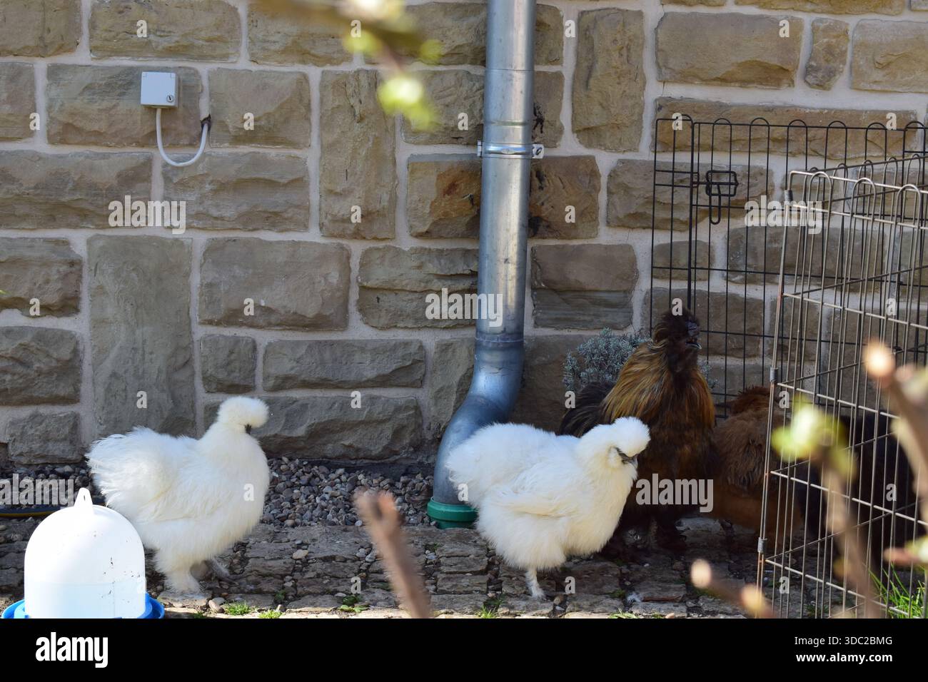 un po' di pollo urbano in un giardino Foto Stock