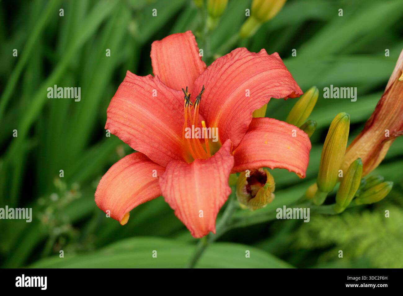 Hemerocallis. Daylily. Hemerocallis Flaming Sword. Fiori d'arancio tipici di un giorno provenienti da un fogliame arcuato Foto Stock